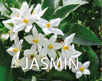 Seifencover Jasmin