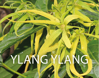 Seifencover Ylang Ylang