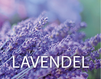 Seifencover Lavendel